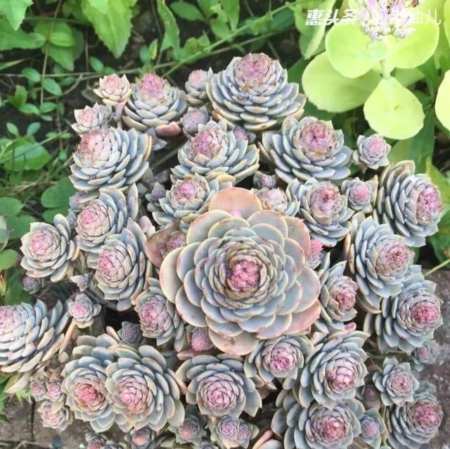  『白菜』多肉断水12天,绿白菜秒变红舞娘,想要上色就得...