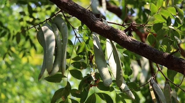  「皂角树」农民几年前种植皂苷时，皂苷当时30元1斤，但现在面临