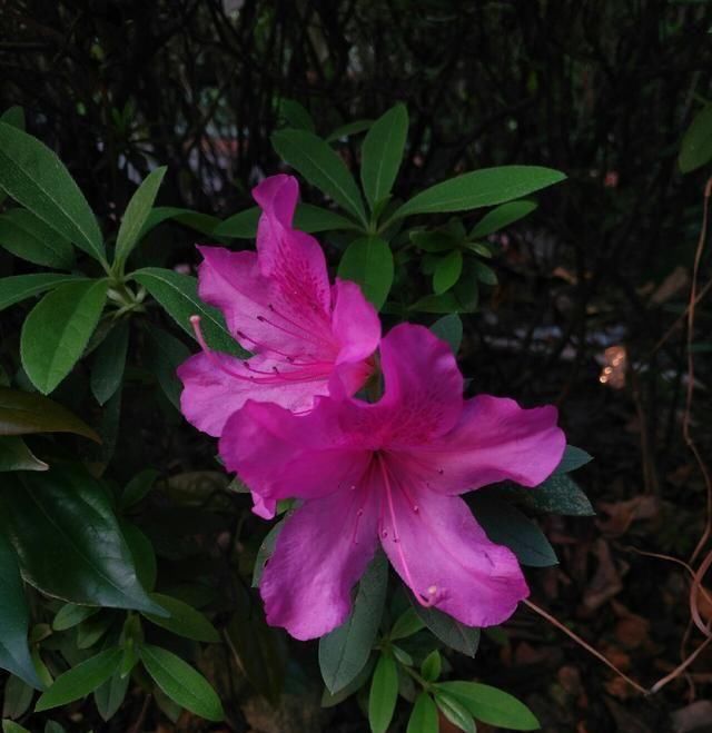  「鱼悦」雾里看花钓鱼忙，东风鱼儿把口开，鱼悦的一天