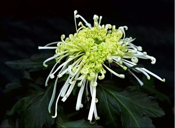  【牡丹】养花不如养盆古龙须，花美似牡丹，开花妖嫩轻盈，满屋花香四溢
