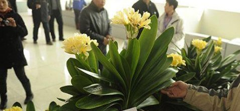  花钱买@这种“天价”植物，不用花钱买，仅用“一片叶”，能养出好几盆！