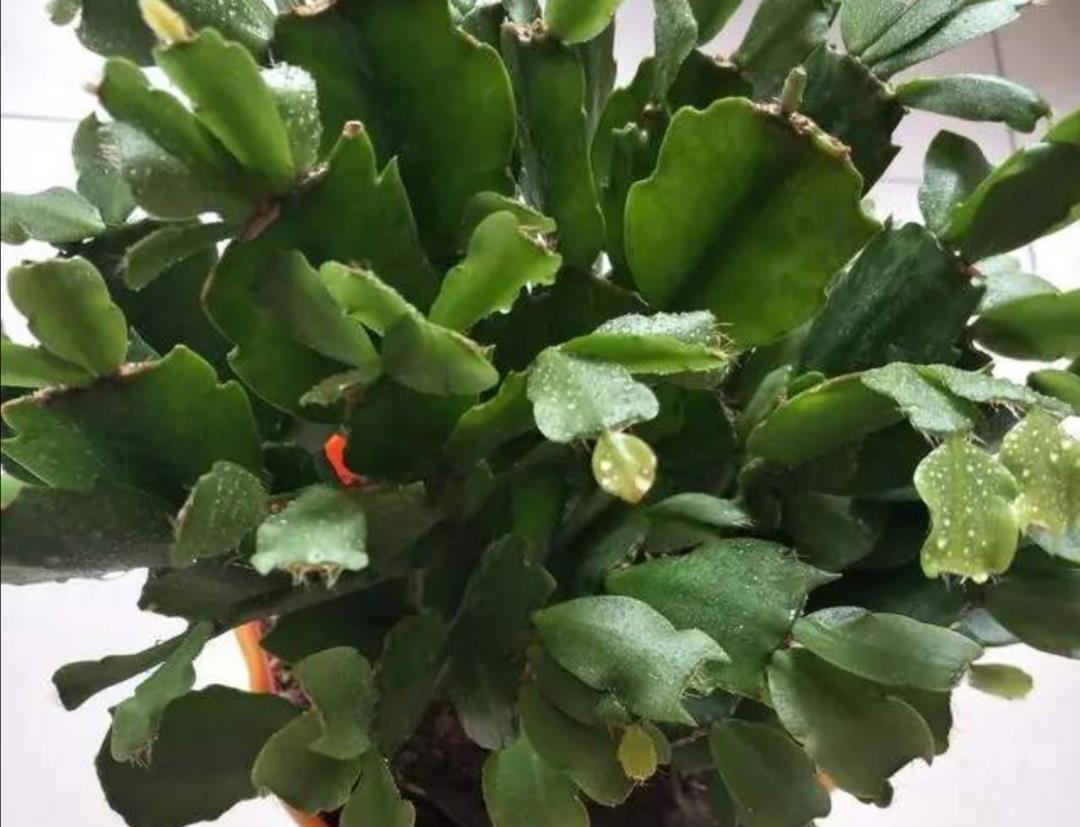 夏天高温期间|夏天蟹爪兰要“休眠”,4件事不要做,否则叶子枯萎发软