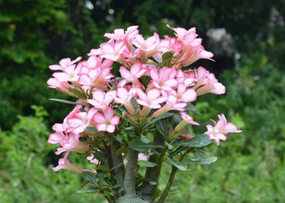 『花界』5种适合新手养的花,对环境要求特别低,花界中的“养不死”