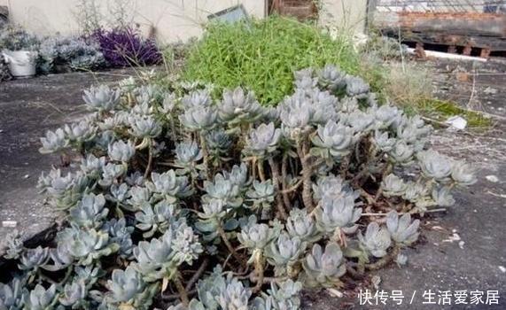  「旺盛」春天想要''露养多肉''？看清温度搬室外盆栽，枝叶越长越旺盛