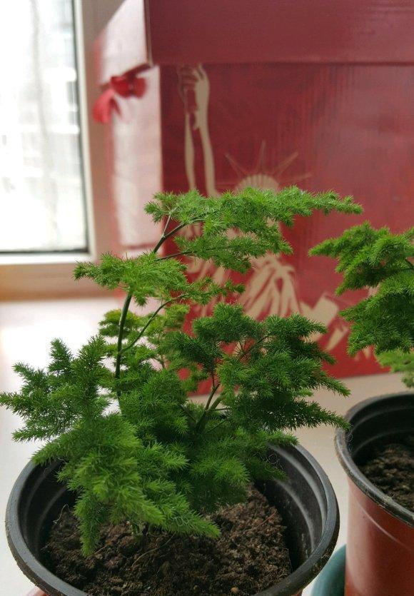 哪种@文竹,云竹哪种好?云竹代表品味,文竹代表高雅,云竹更美观