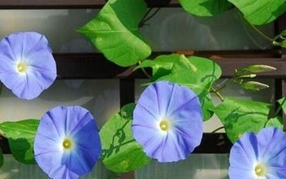 花朵：喇叭花什么时候开花的呢?