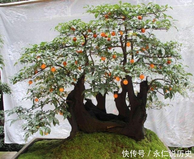  『传家宝』1种盆景，人称老桩金弹子，养越久越贵，都当传家宝养，我就养了