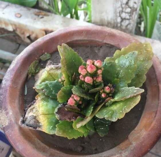  「发财树」这6种花，烂根先别扔，这样砍枝剥皮用水洗，15天长出新根侧芽