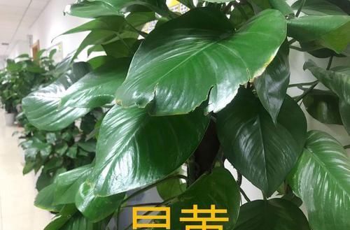  「懒人」6种适合懒人养的花，种上就不用管，比花农网的还好！