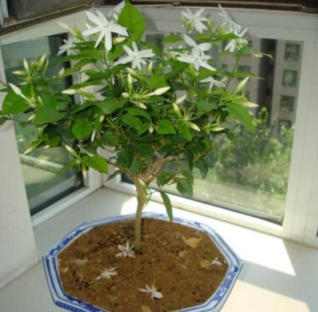  『清香木』房间有异味，那就养这4种“植物”，花香四溢，空气变更好闻！