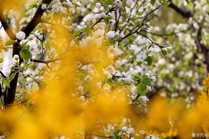  【梨花】【春龙】那年梨花盛开时