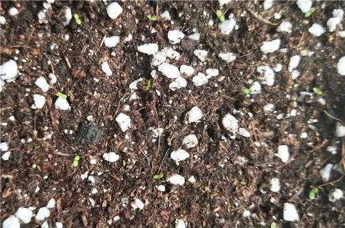  「增加光照」这水果太贵了，吃完留下核，还能种盆栽！