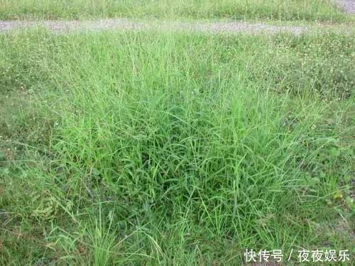  「兔子」以前农民用它喂兔子，有人拿它煮水喝，如今在田里泛滥