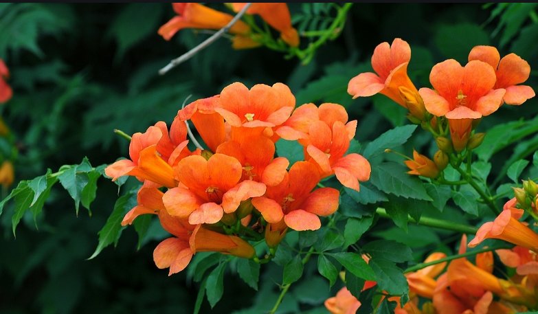  [院子]在院子种一棵凌霄花,1年爬满整个房子,花海一样