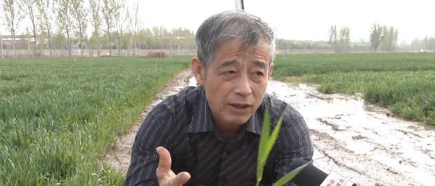 #农民技术协会#小麦拔节了,靠天收不行!听听专家怎么说