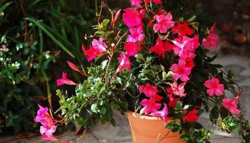  「搭设支架」花朵灿烂的飘香藤，光照灿烂才好多开花