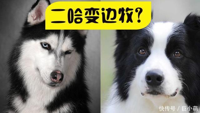 『边牧』二哈变边牧？可强烈刺激狗狗服从性的【冻干肉】是什么来头？