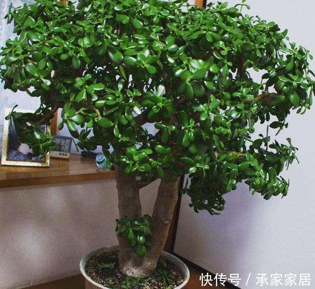  寓意|两种“镇宅树”，富贵吉祥寓意好，一片叶子能扦插好养活