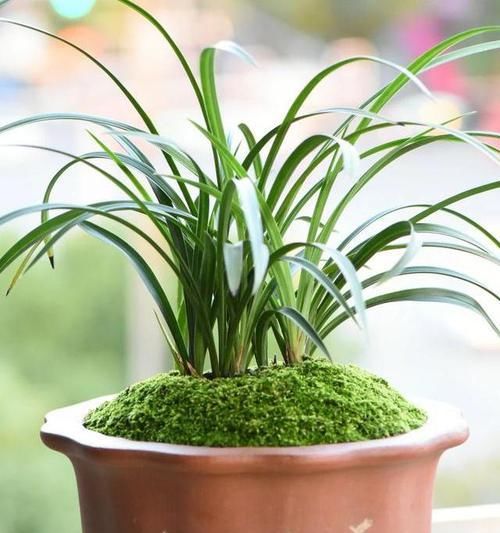  「高温」兰花盆里的苔藓需要去掉吗？说兰花盆面不能铺苔藓的都是小气鬼