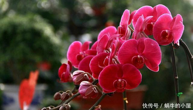  适合：3种花适合养在室内，开花漂亮有好运，一年四季看开花不断，镇宅