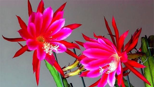  『夏季』令箭开花太疯狂,1次开花100朵,原来注意5点就够了!