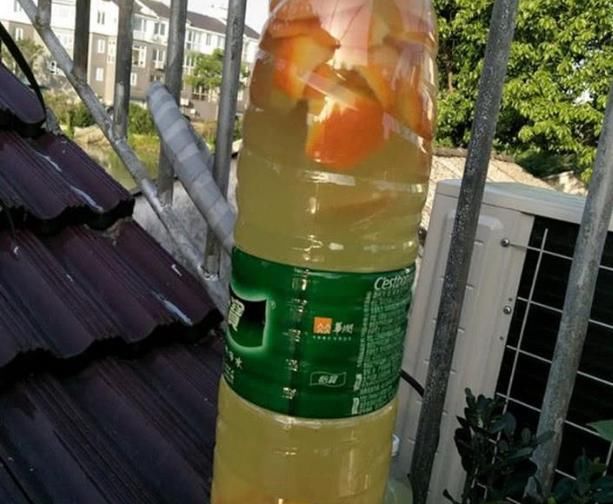 三角梅■三角梅开花期间能施肥吗?