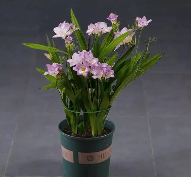  [担当]喜欢雪花？那就养这五种名字带“雪”的花吧，个个都是颜值担当