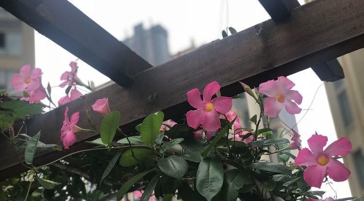  值得■此盆栽植物超好养，丢土里就能活，花大色艳，红红火火，值得拥有