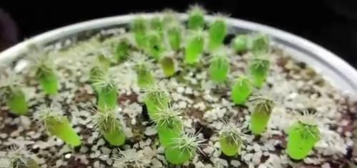  [吃不完]3种“水果籽”别扔，埋花盆，10天就发芽，久了，结果全家吃不完