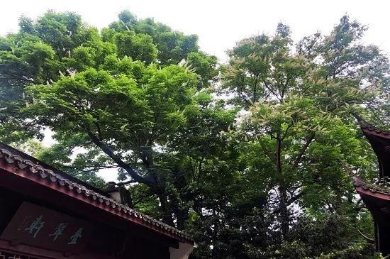 【七叶树】七叶树开花,这样的虎跑清新又灵动~