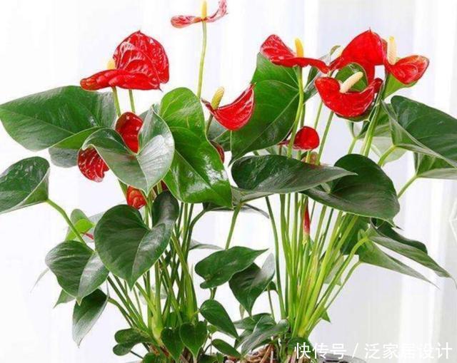  打造|冬天阳台要有8种花，开花艳丽，花香怡人，打造温馨小花园