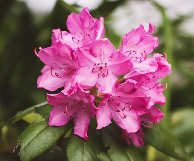 花朵搭配上绿色的叶，非常娇艳欲滴，看起来让人心情愉悦