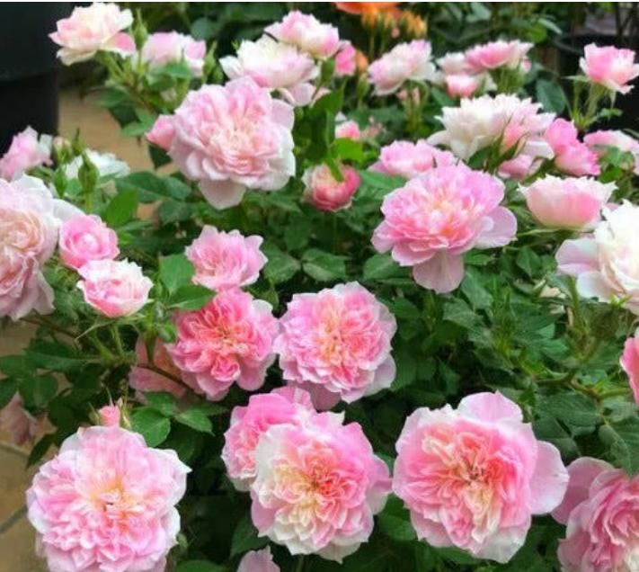  [适合]阳台适合养的“3种花”，个个是“爆花王”，轻松开成花园！
