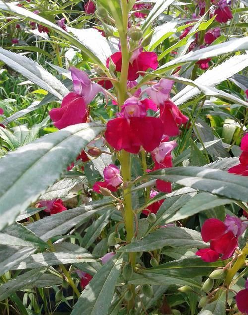  「艳丽」此花花色艳丽，花期长，最受爱美女孩的喜欢