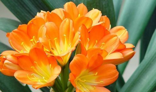  『家里』这四种花养在客厅，不用费心，花朵枝繁叶茂，开花成花园，美翻了