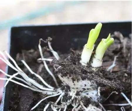  『蔬菜』常见12种蔬菜阳台种植教程，看完又能省下一笔钱啦！
