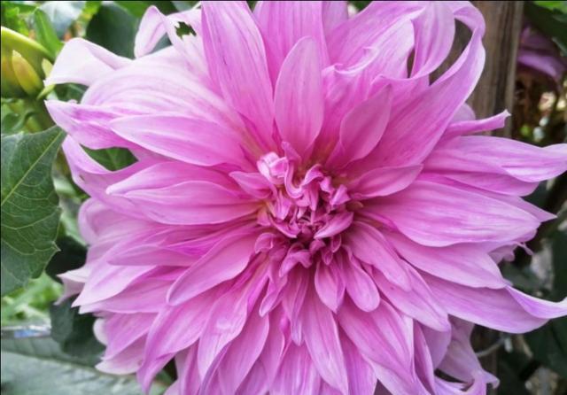  『喜欢干燥』泥炭土是万能土吗？不是所有花都可以用泥炭土养好，尤其这些