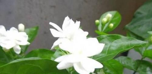  『绿萝』绿萝文竹吊兰栀子花发黄枯死，气的剪成光头，一个月后居然爆盆了
