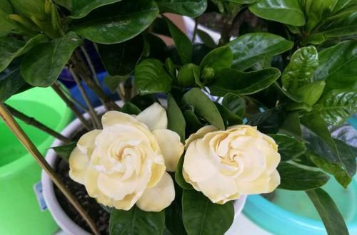  #栀子花#买回来的大叶栀子花把根部黄泥土洗掉换盆，第二天叶子下垂要紧吗