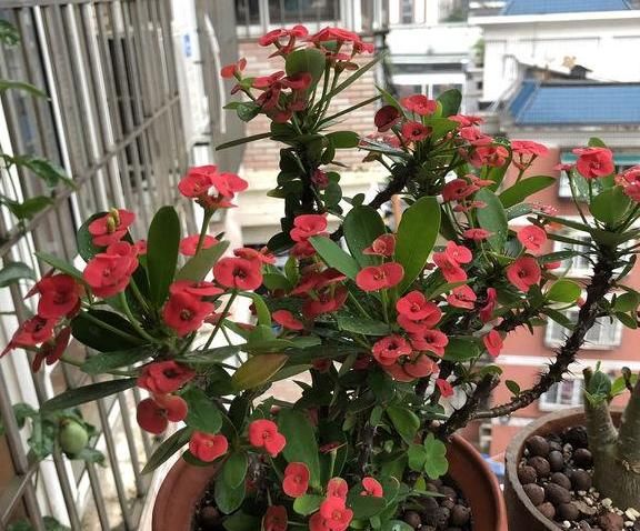 「养花」“艳丽又好养活”的5种花,好看还养不死,养花人都爱不释手