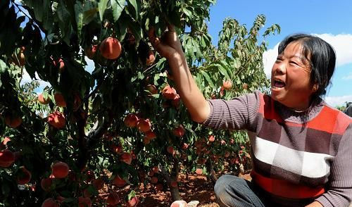  无路■5万斤果子挂树上，产地无路可销，果农哽咽，卖不出去咋过