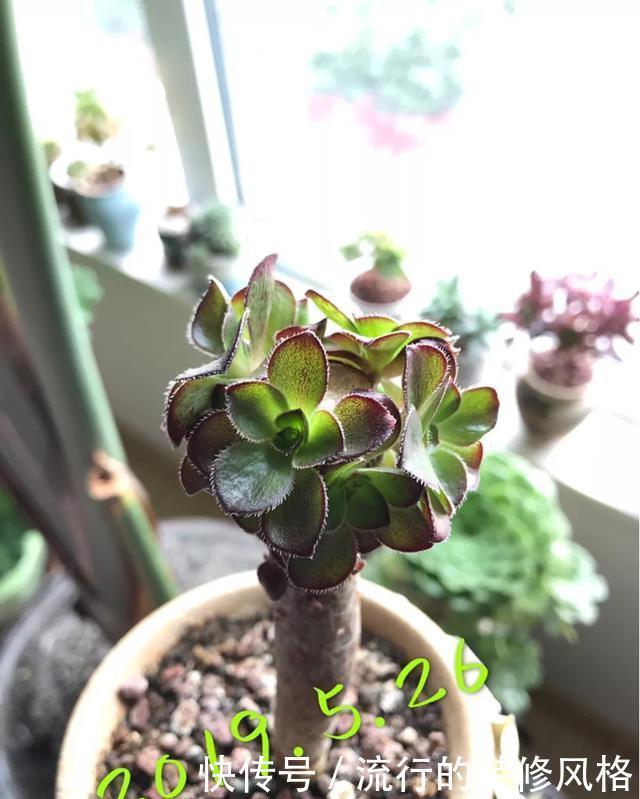  #补充养分#这花千万别养老桩，越老越不开花，想赏花砍1刀，立马满头花苞