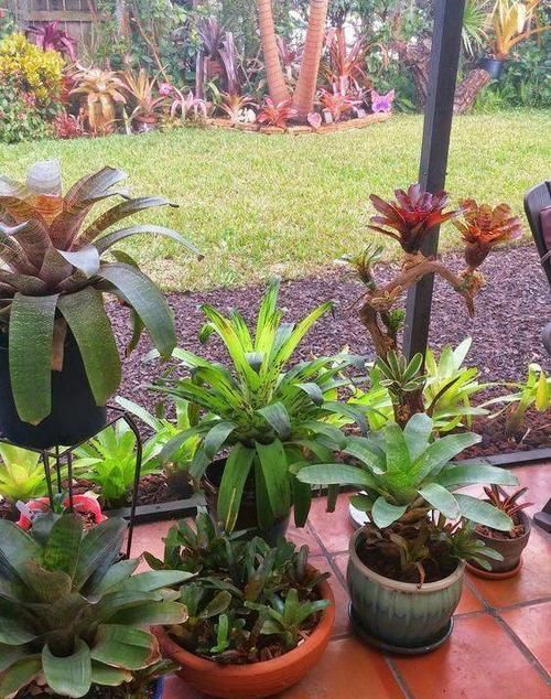  『植物』远离植物杀手，你需要这12种植物