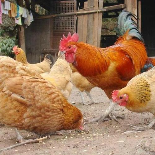 这三大“稀罕物”只有农村有，城里人有钱都买不到，吃到即是幸福