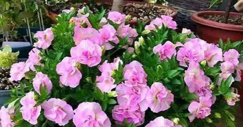『随便』4种花好养又漂亮,随便养都爆盆,花期长花量大,满屋飘香!