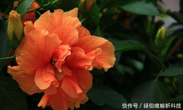  能爆盆：3种小花，好养易活花量大，四季赏花能爆盆，家里养出小花海