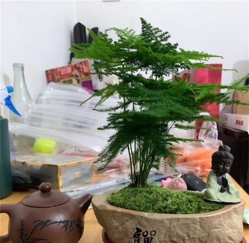  『客厅』1种植物，吸废气、杀细菌，养在客厅里，家人健康，比绿萝强