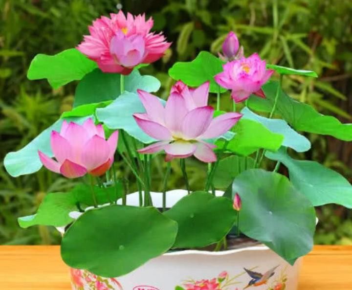  「鱼戏莲叶」城里人都爱养“它”，遇水就活，给点阳光就灿烂，开花爆盆满屋香