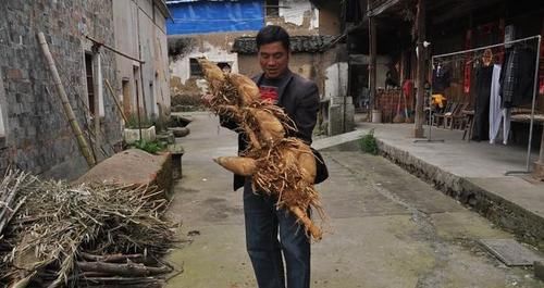  男子■男子竹园挖到“稀罕物”，村民表示没见过