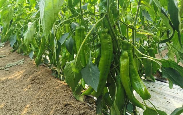  『种植辣』温室大棚尖椒要想产量高，品种选择很关键，但科学用肥选肥更重要